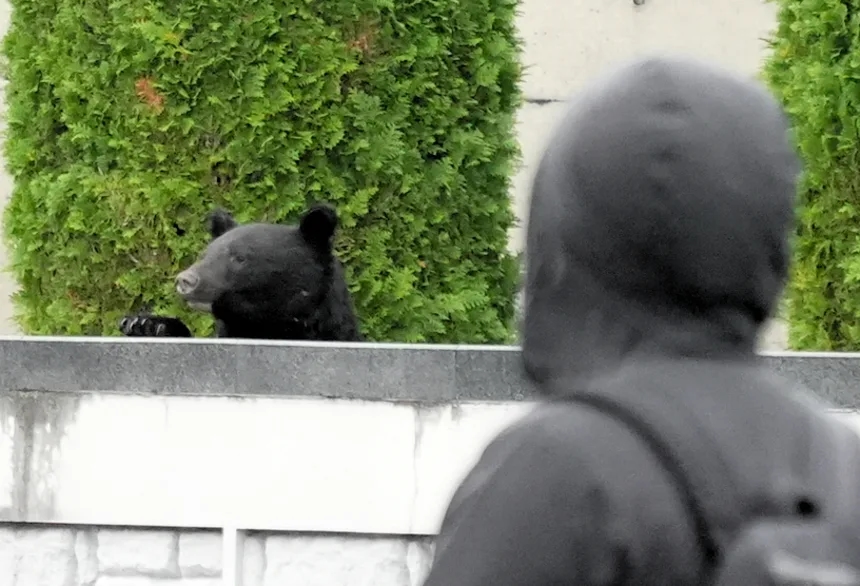 Медведь в городе Мориока